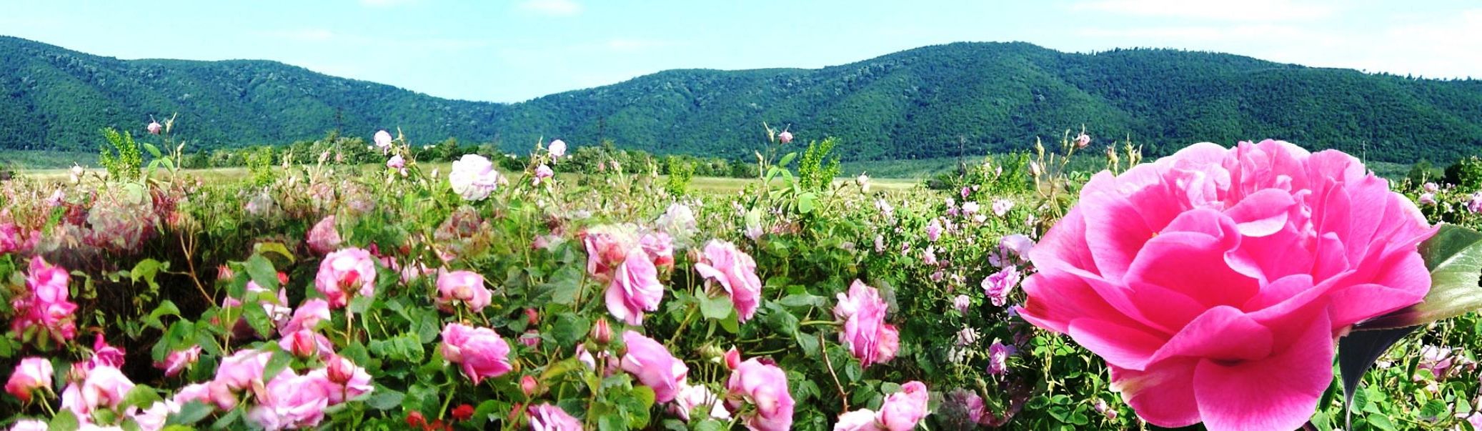 Visit of the Rose Festival 2020 in Kazanlak and discovery of the Valley of the Thracian Kings - Travel To Bulgaria